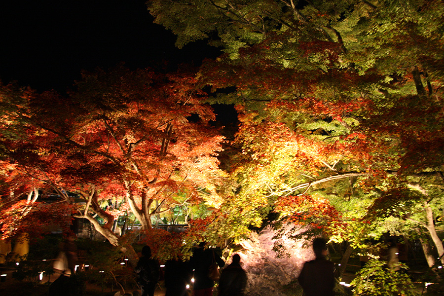 宝厳院：紅葉ライトアップ