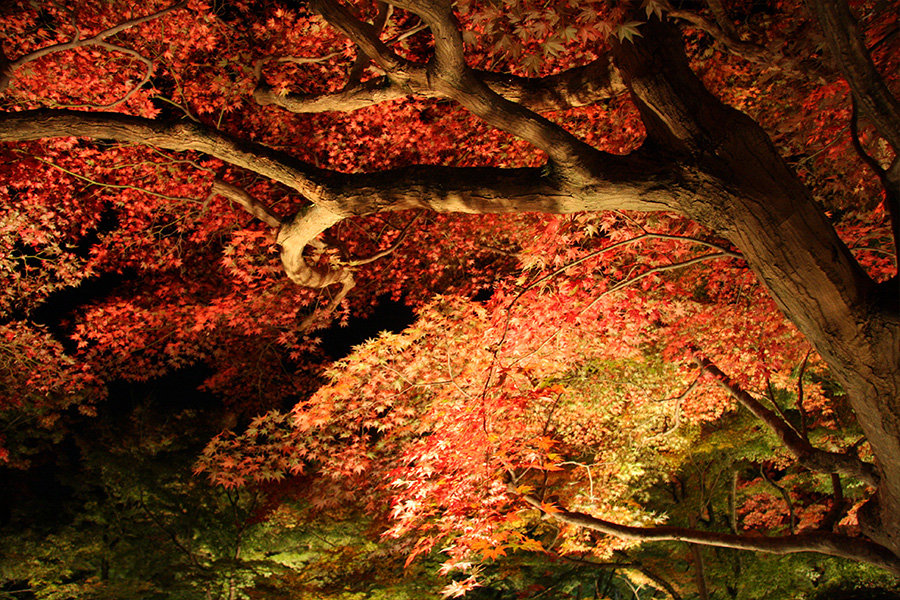 宝厳院：紅葉ライトアップ