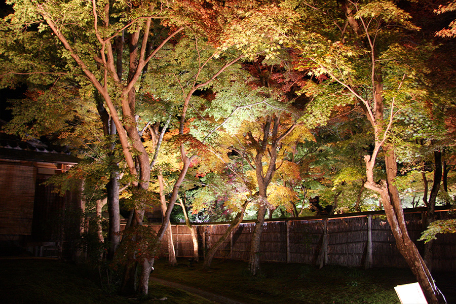 宝厳院：紅葉ライトアップ