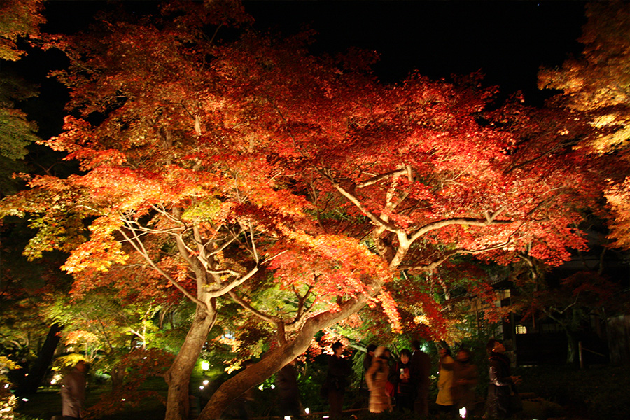 宝厳院：紅葉ライトアップ