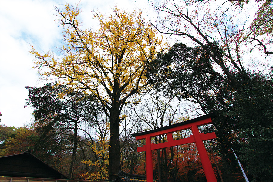 糺の森 紅葉