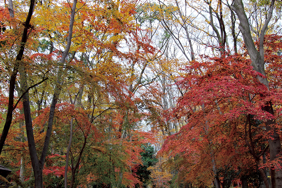 糺の森 紅葉