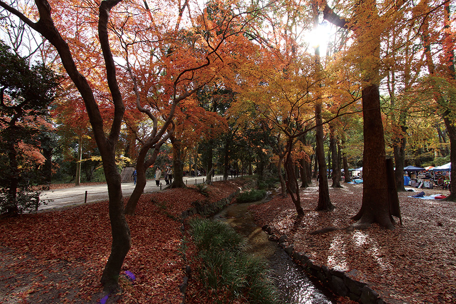 糺の森 紅葉