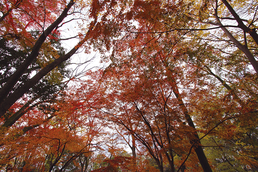 糺の森 紅葉