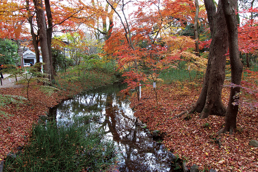 糺の森 紅葉