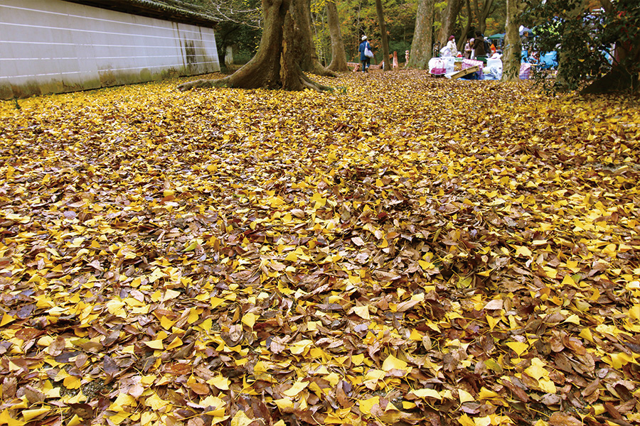 糺の森 紅葉