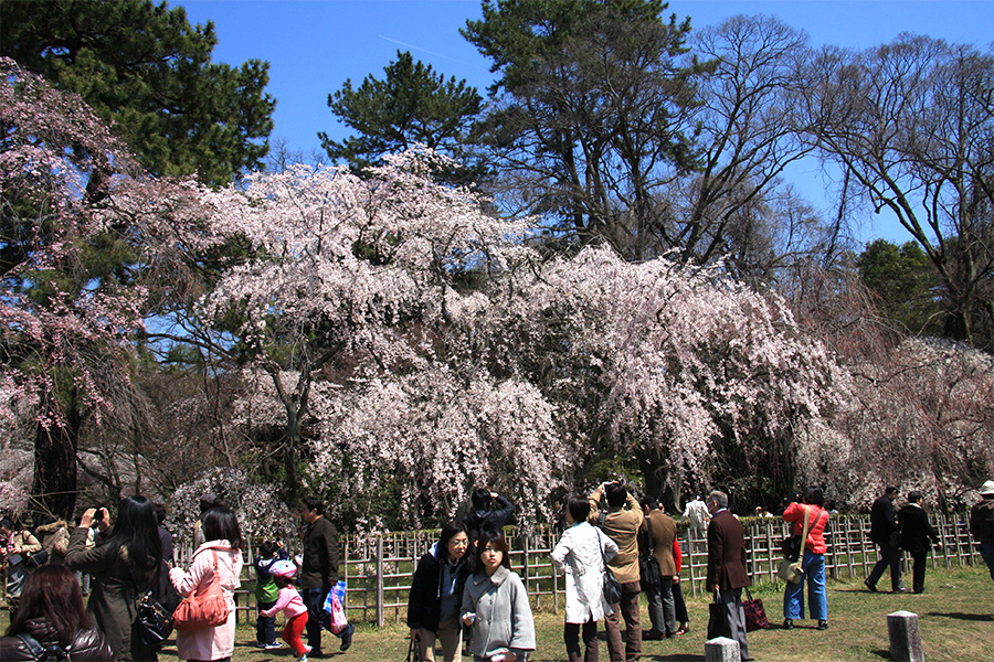 京都御所：桜