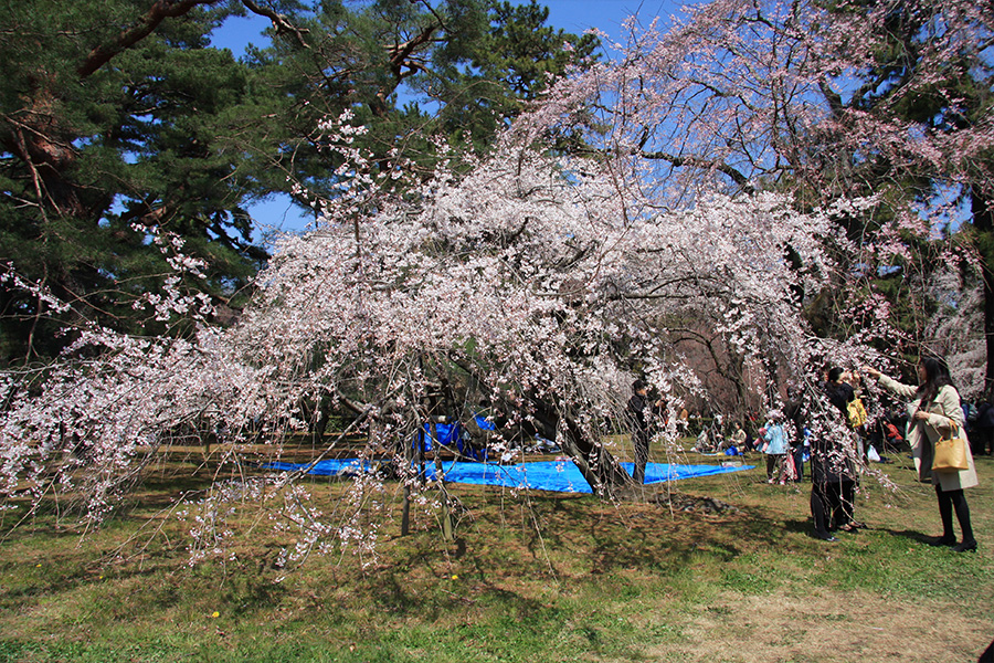 京都御所：桜