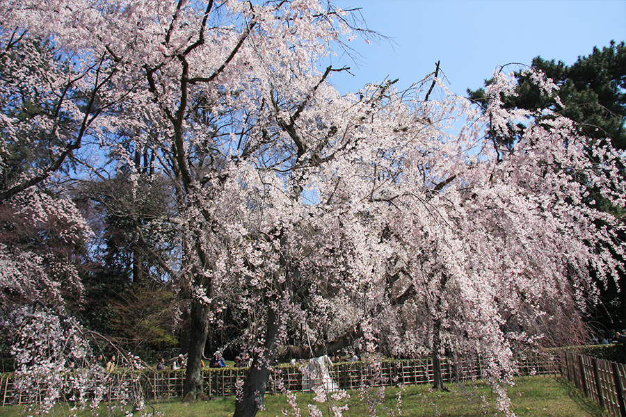 京都御所：桜