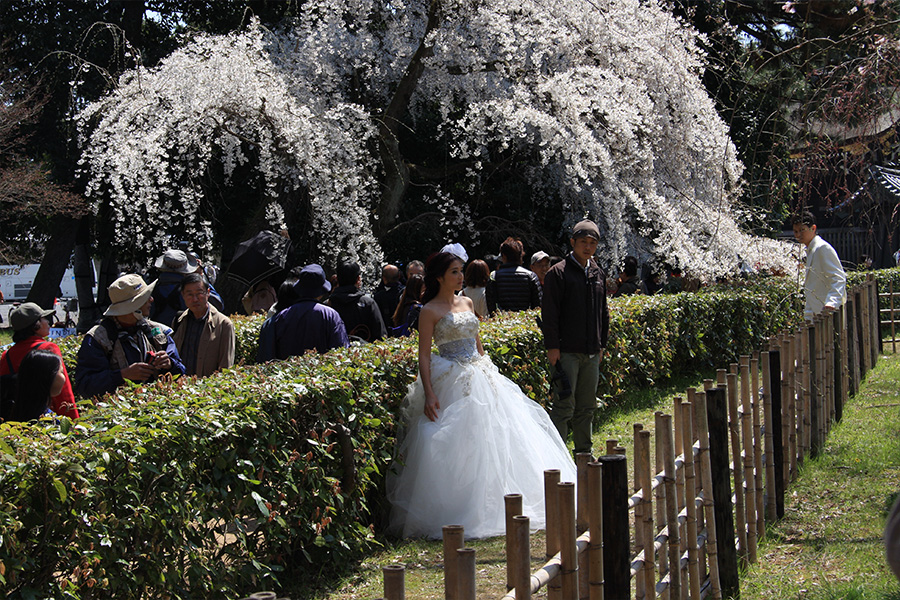 京都御所：桜