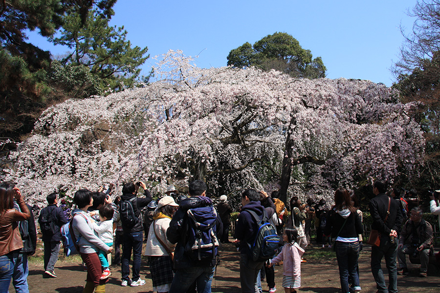 京都御所：桜