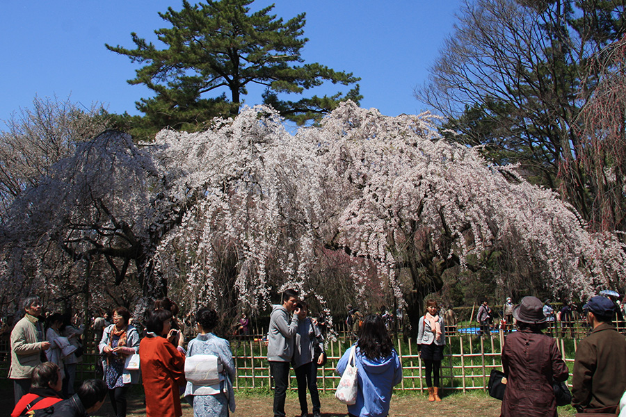 京都御所：桜