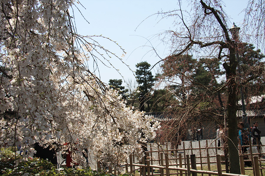 京都御所：桜