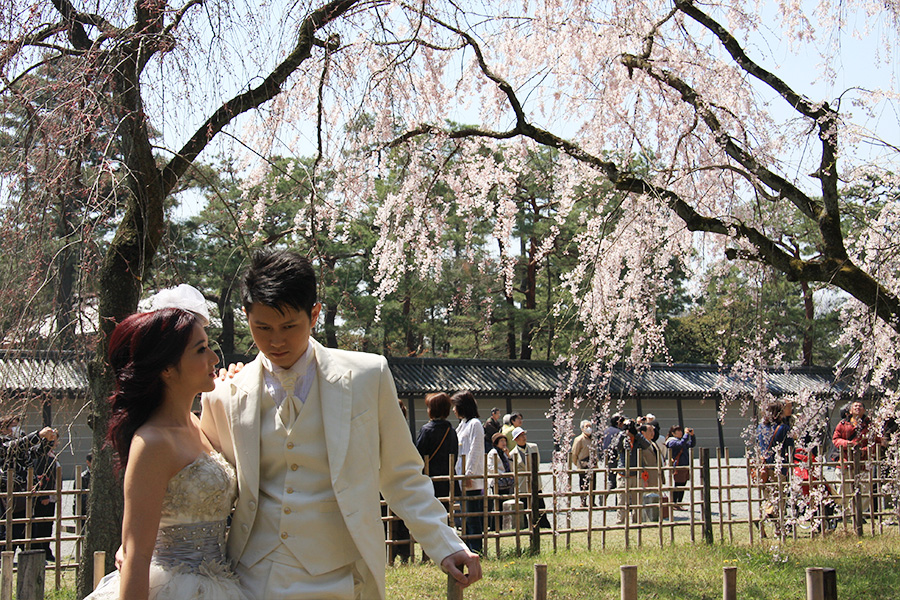 京都御所：桜