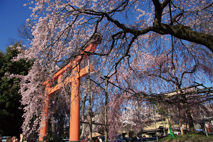 平野神社の桜