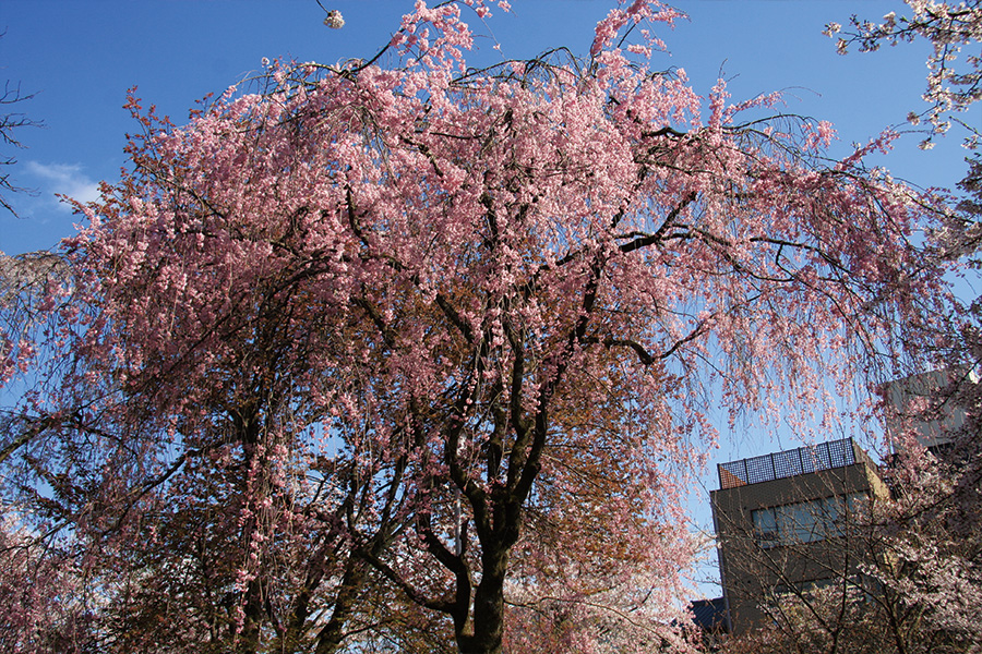 平野神社の桜