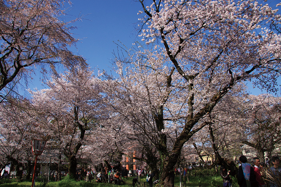 平野神社の桜