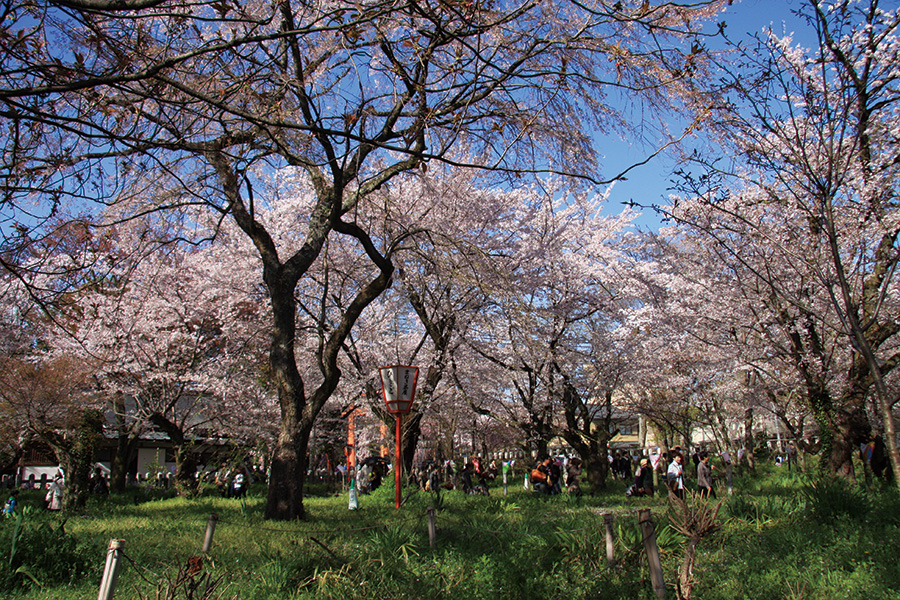 平野神社の桜