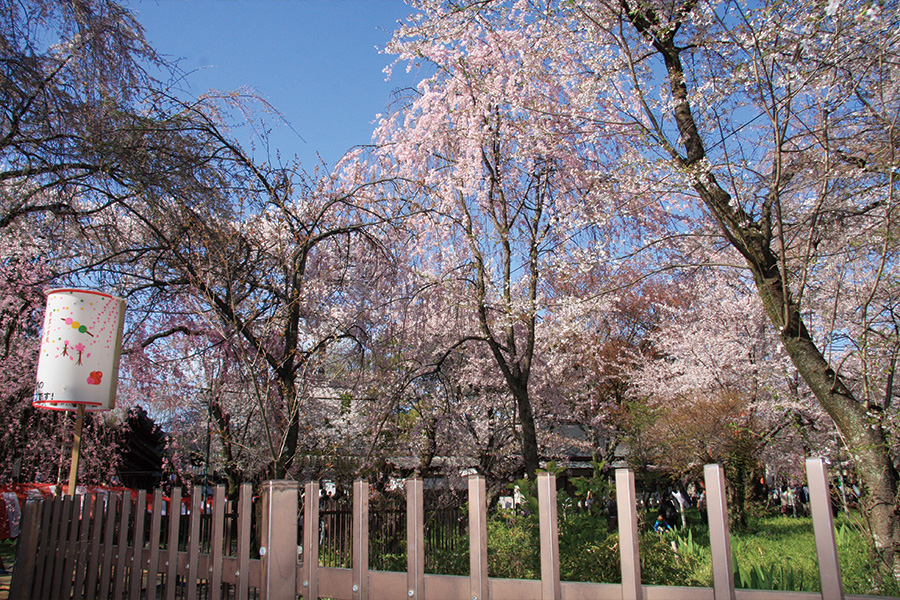 平野神社の桜