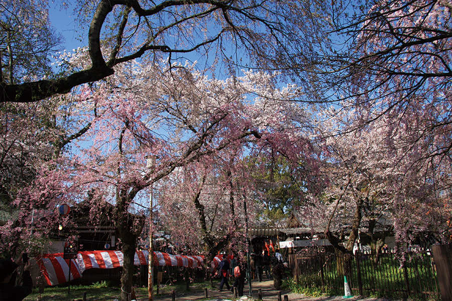 平野神社の桜