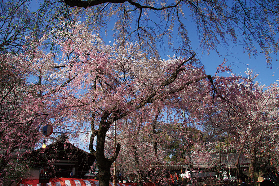 平野神社の桜