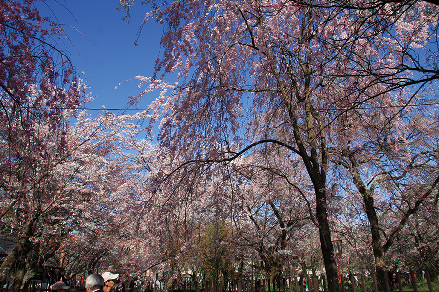 平野神社の桜