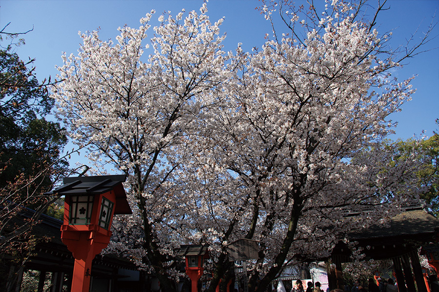 平野神社の桜