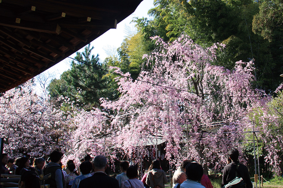 平野神社の桜