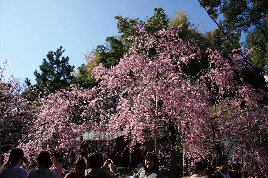 平野神社の桜