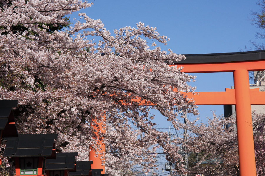 平野神社の桜