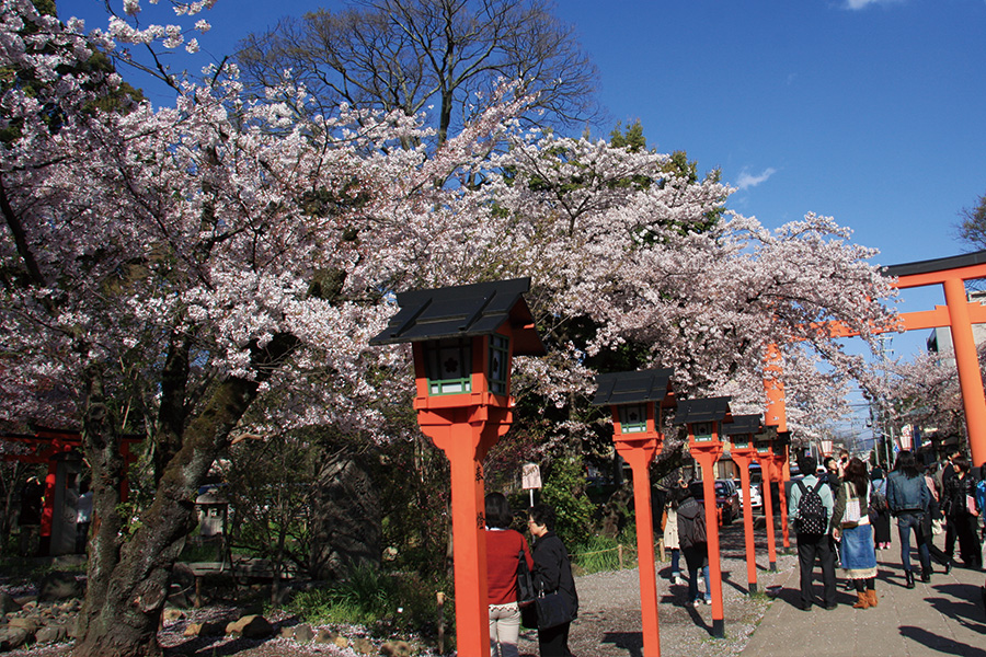 平野神社の桜