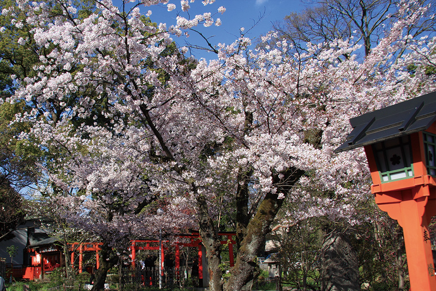 平野神社の桜