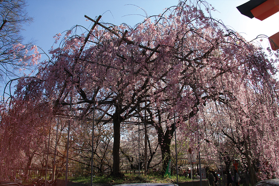 平野神社の桜