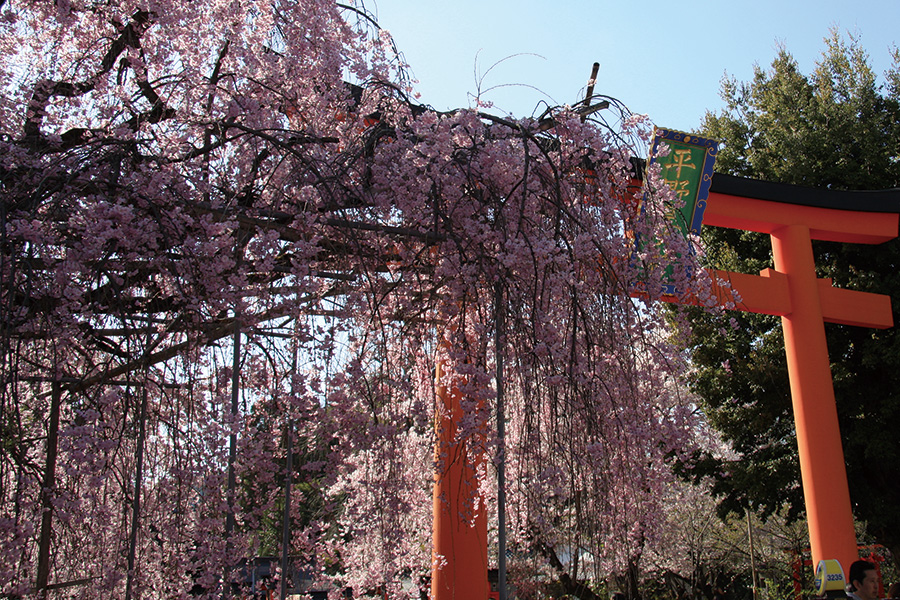 平野神社の桜