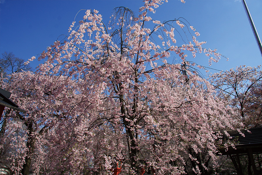 平野神社の桜