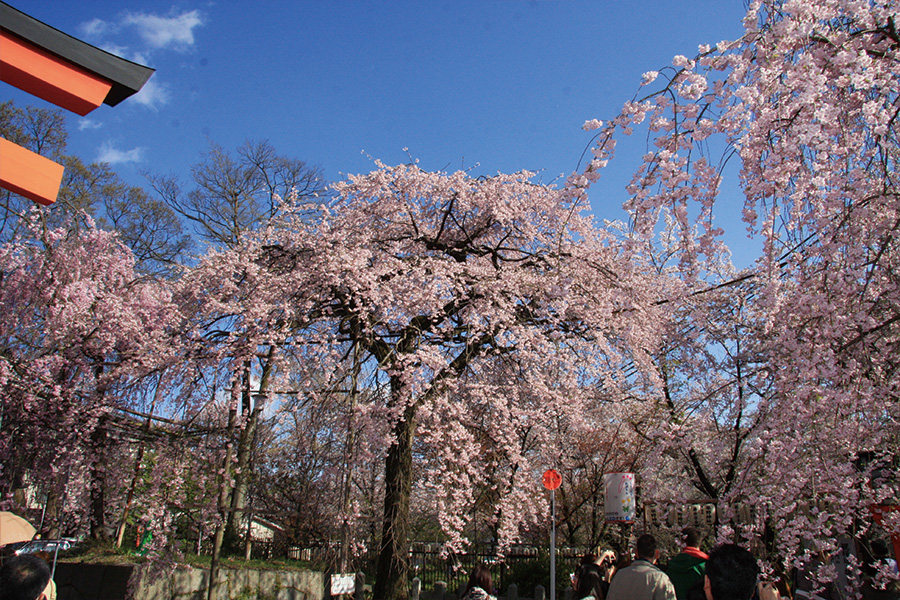 平野神社の桜