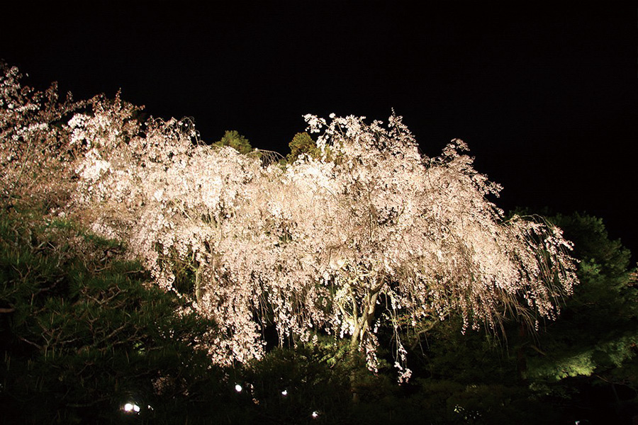 平安神宮神苑：桜ライトアップ