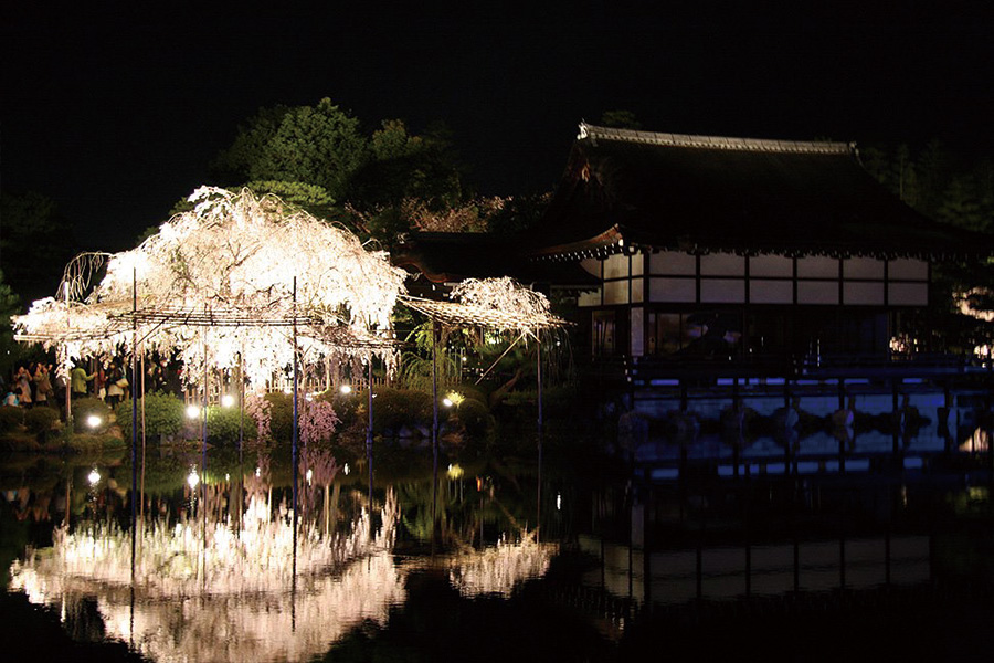 平安神宮神苑：桜ライトアップ