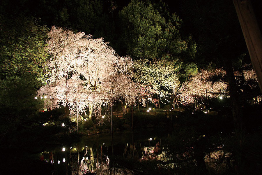 平安神宮神苑：桜ライトアップ