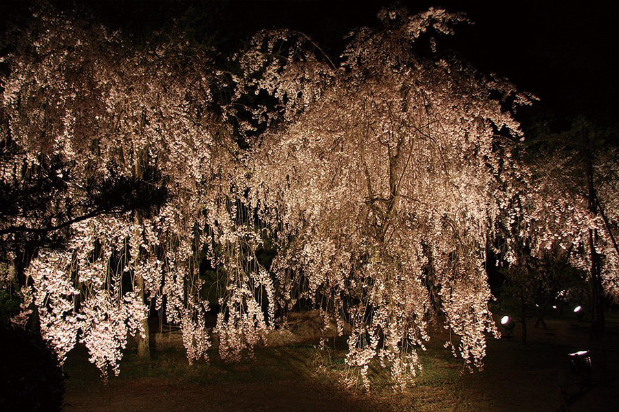 平安神宮神苑：桜ライトアップ