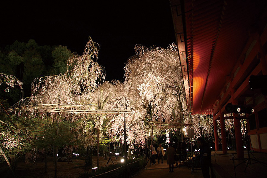 平安神宮神苑：桜ライトアップ