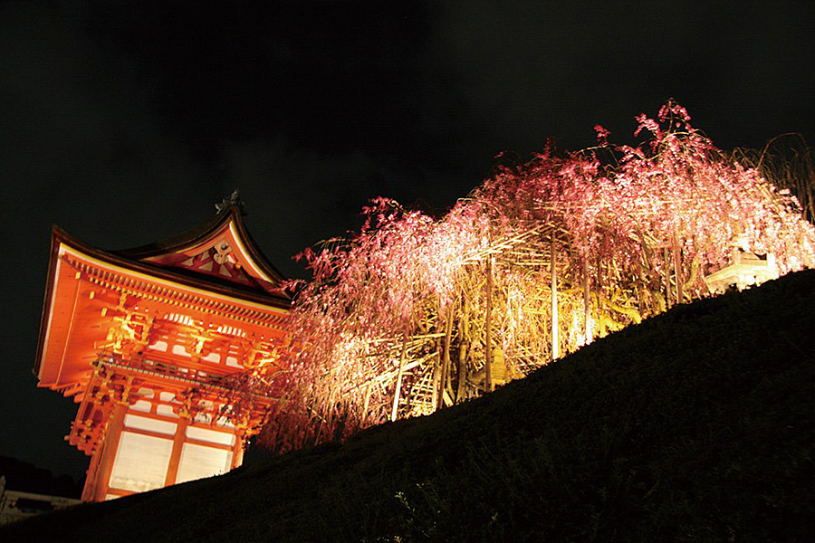 清水寺：桜ライトアップ