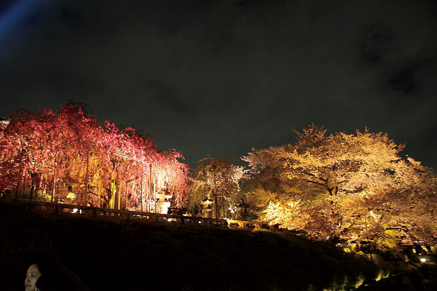 清水寺：桜ライトアップ