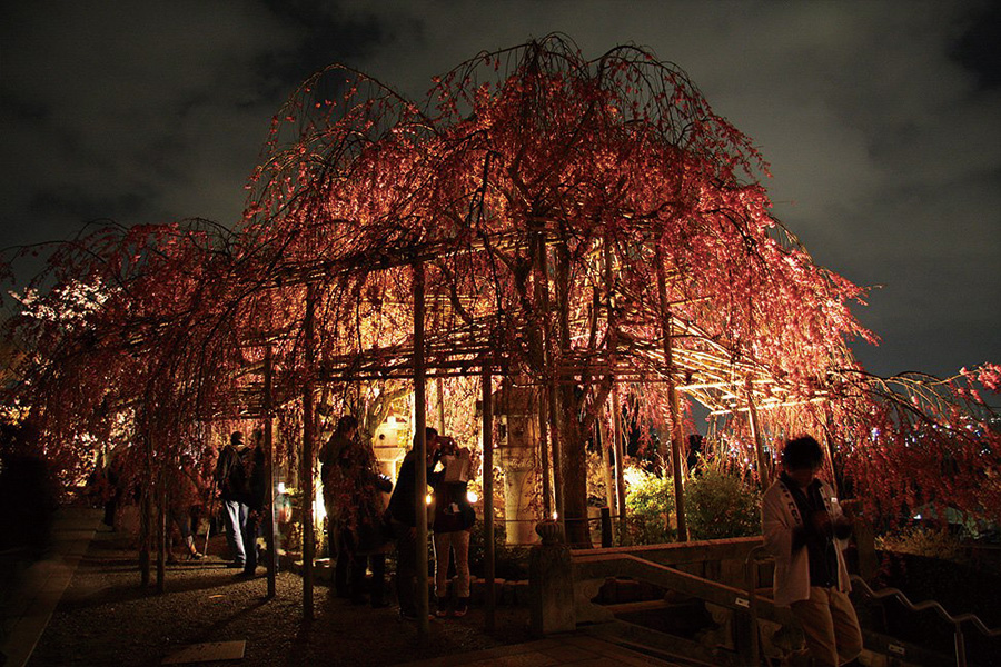 清水寺：桜ライトアップ