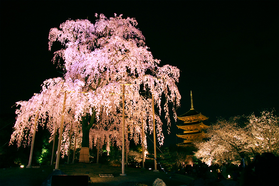 東寺：桜ライトアップ