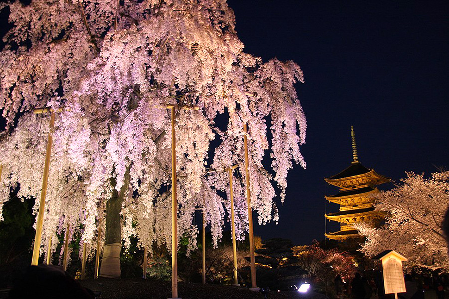 東寺：桜ライトアップ