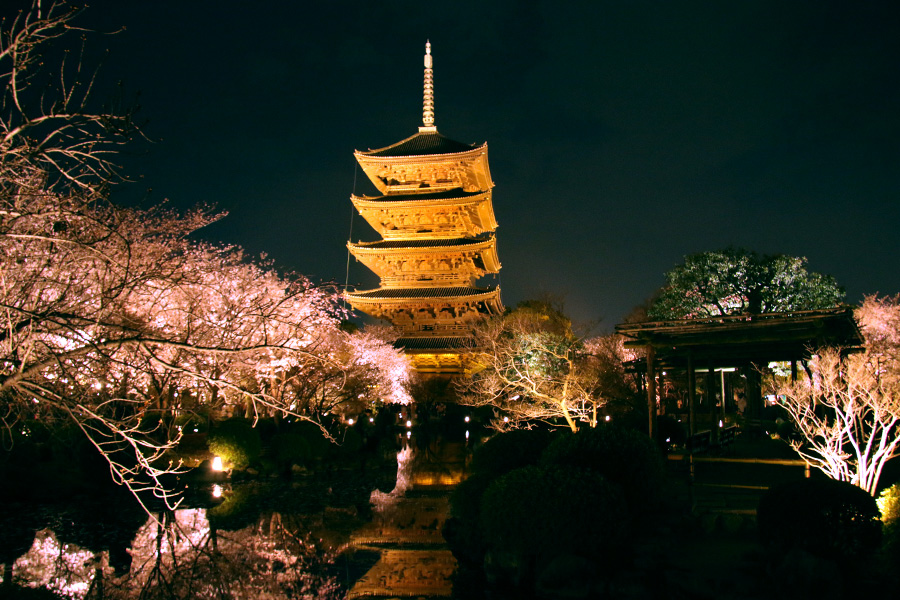 東寺：桜ライトアップ