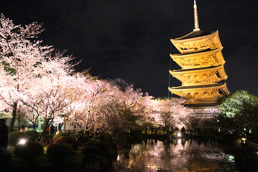 東寺：桜ライトアップ