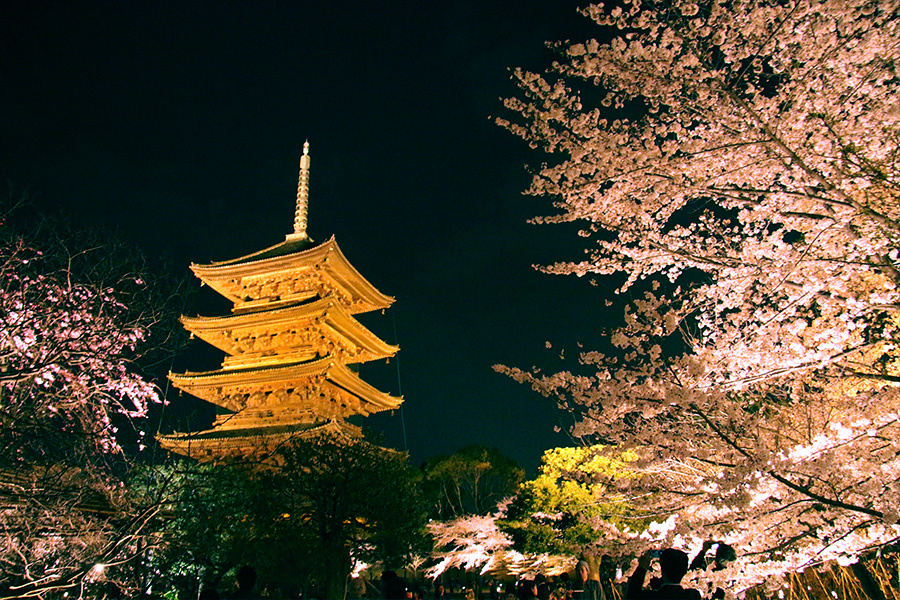 東寺：桜ライトアップ