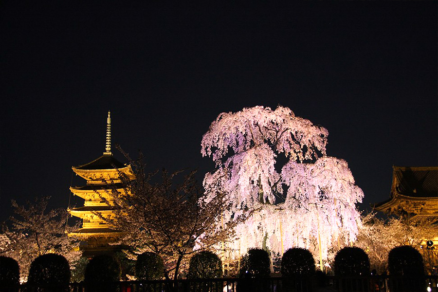 東寺：桜ライトアップ